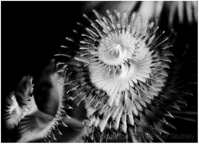Christmas tree worm.
