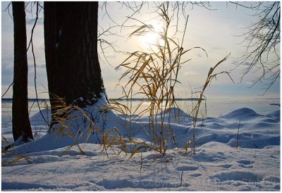 Winter grass.