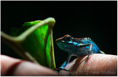 Poison dart frog.