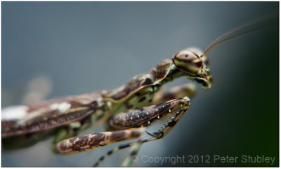 Praying mantis.