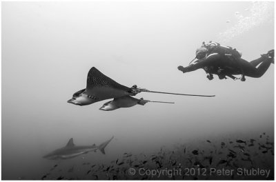 Swimming with eagle rays.