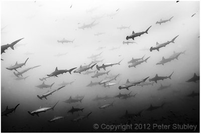 Schooling hammerhead sharks.