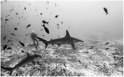Swimming with hammerheads.