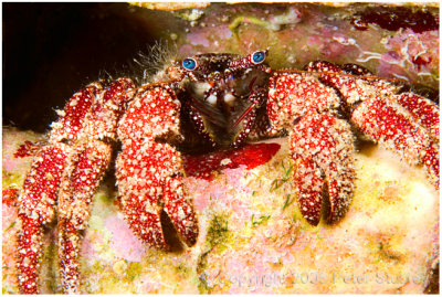 Hermit crab, Little Cayman
