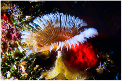 Feather duster, Little Cayman