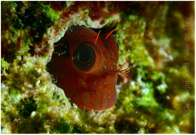 Red lipped blenny hiding, Little Cayman