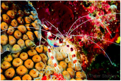 Banded coral shrimp, Little Cayman