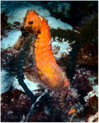 Another seahorse