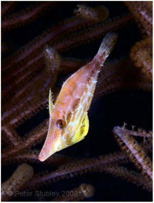 slender filefish