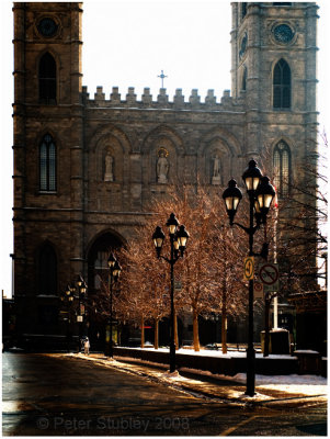 Winter trees at Notre Dame