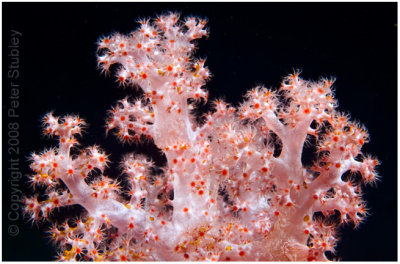 Soft coral at night.
