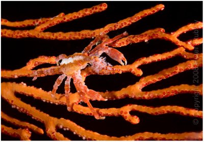 Small crab on branching coral.