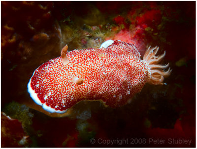 And another nudibranch.