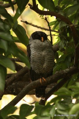 Costa Rica (2009)