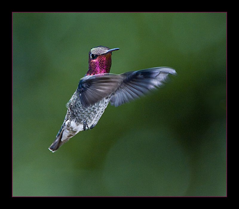Ruby-throated Hummingbird_