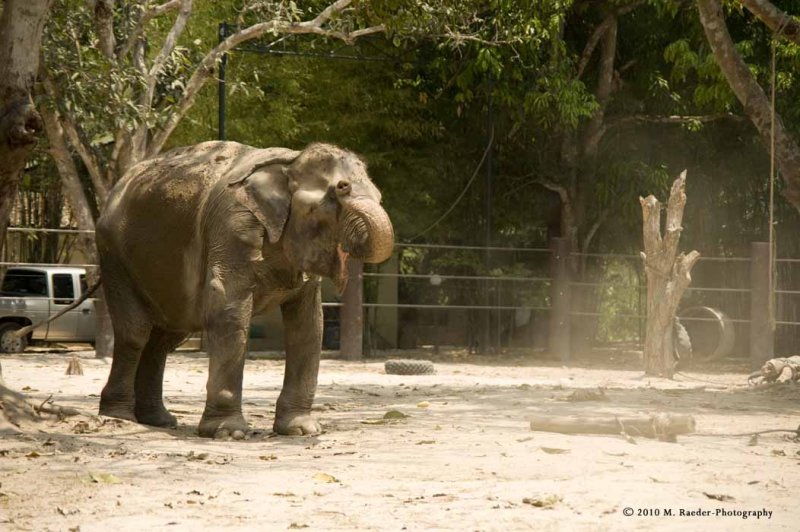 734_s_9190_elephant sandbath 3.jpg