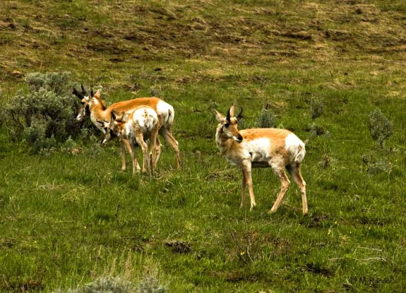 Pronghorn Antelopes_600L