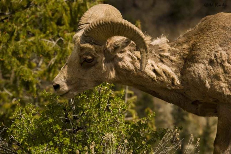 Bighorn sheep_600o