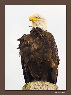 Bald Eagle in the wild_