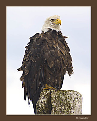 Bald Eagle in the wild_