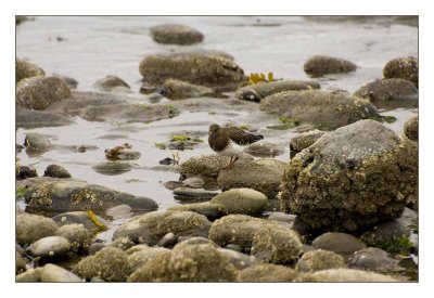 Along the beach_
