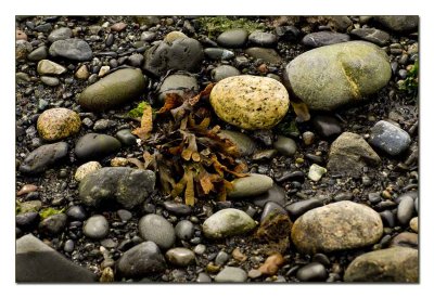 Kelp_