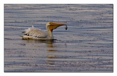 White Pelican_605L