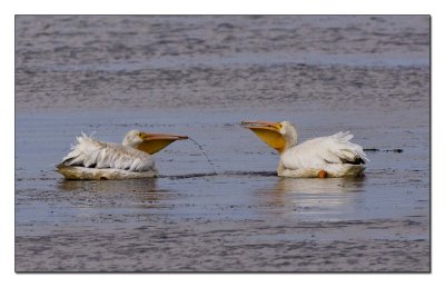 White Pelicans