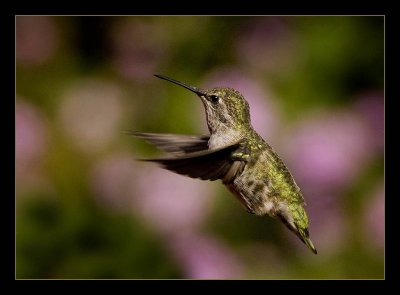 Hummingbird_