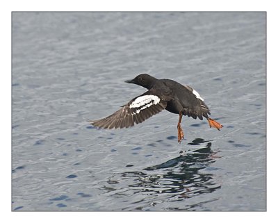 Taking off ..   -Common Murre