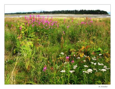 Fireweed