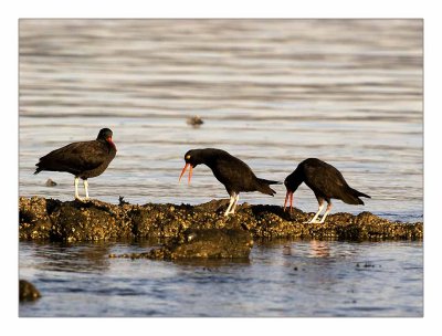 Oystercatcher