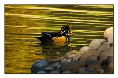 Wood Duck