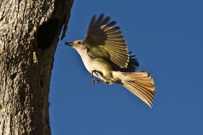 Flycatcher delivering lunch for its young