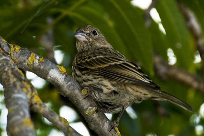 House Finch