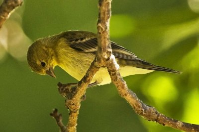 Lesser Gold Finch