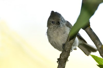 Titmouse