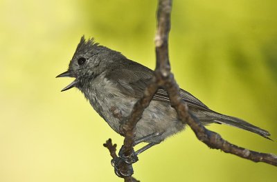 Titmouse