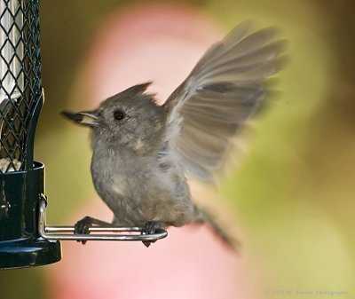 Titmouse with sunflower seed
