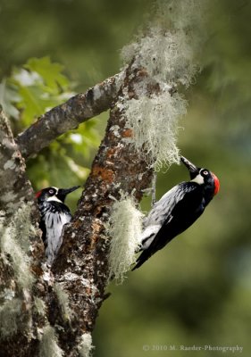 Two Woodpeckers - adult and juvenile