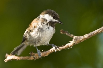 Chickadee