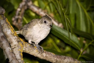 Titmouse