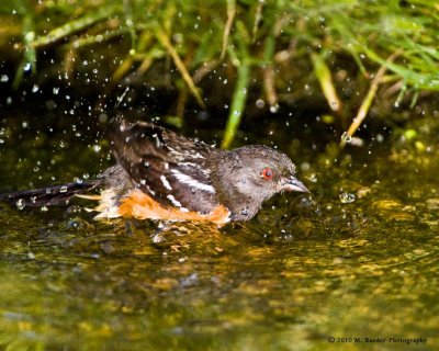 Spotted towhee - bathing
