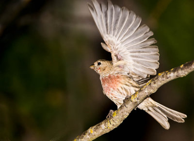 Red Finch ready to fly
