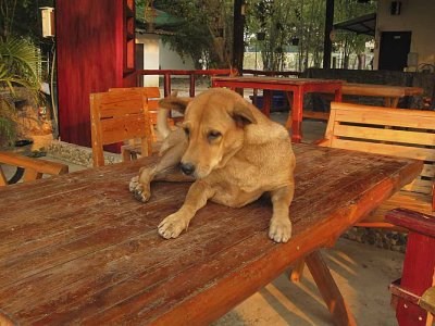734_s-2676_dog at eating area.jpg