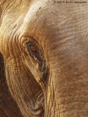 734_s-2763_wisdom in the eye-elephant.jpg