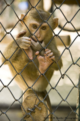734_s_9113 small macaques.jpg