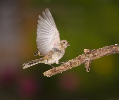 Finch just taking off