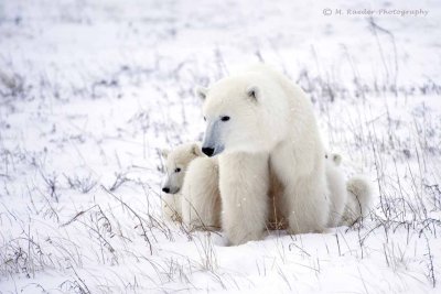 Mother Polar Bear with 2 10-month old cubs