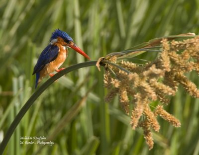 Malachite Kingfisher